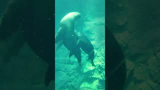 Heartwarming Seal Hug at Kaiyukan Aquarium! 🦭❤️
Enjoy a heartwarming moment as a mother and son seal hold each other tight at Kaiyukan Aquarium in Osaka, Japan. This adorable display of affection is a must-see! 🦭❤️ #Seal #CuteAnimals #KaiyukanAquarium #Osaka #shorts
https://www.kaiyukan.com/language/eng/ Heartwarming Seal Hug at Kaiyukan Aquarium! 🦭❤️
