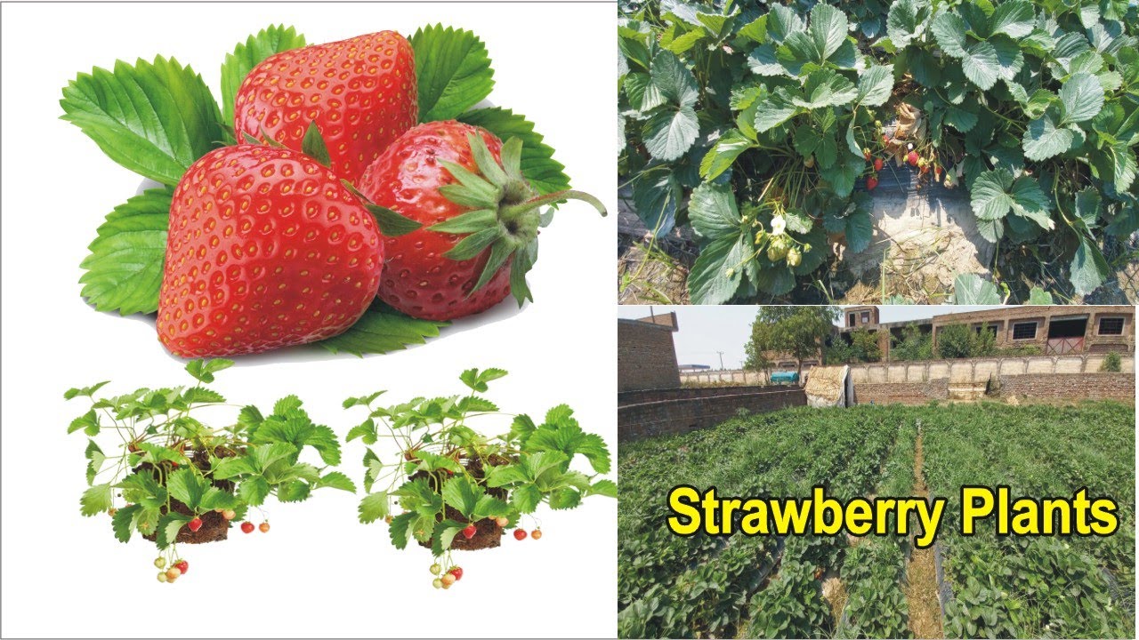 Strawberry Plant Strawberry How To Grow Strawberries From Seed