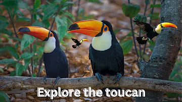 The Keel Billed Toucan in 4K Close-ups. #birds #4kvideo #documentary#ExploreNature#bird