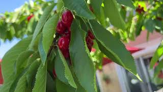 Backyard Farming-  How to grow Stella Cherry trees, info & harvesting video