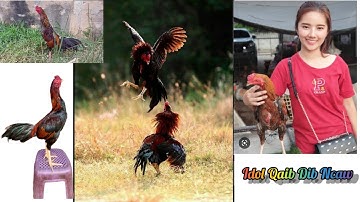 Qhia Kev Xaiv Qaib Sib Ncaw Phaj Mab kom Xaiv tau tu ntau Ncaj Ntau mob Nrawm Kau - Nrawm taw