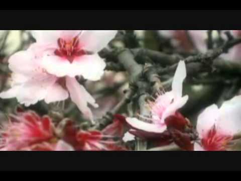 NARINE SHAHBAZIAN Baleny Cherry Blossom Tree