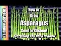 How to Grow Asparagus 101, Seed to Kitchen, Everything You Want to Know, Problems, Planting, More