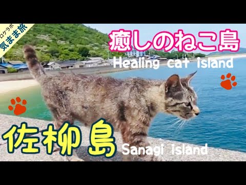 【癒しのねこ島   佐栁島】アニメやジブリの猫を探しに行く[Japanese cat island  Sanagi island】Go looking for Ghibli in japan