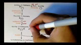 Human Metabolism Map II - Gluconeogenesis & Glycogenesis