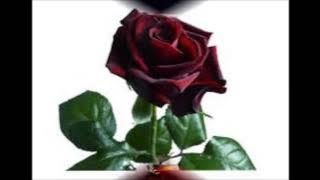 Lis & Per 'Nok en rose, nok et år'