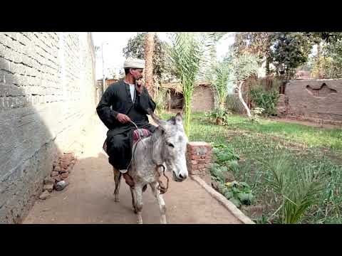 اضحك من قلبك مع دليفري الصعيدي رجل صعيدي