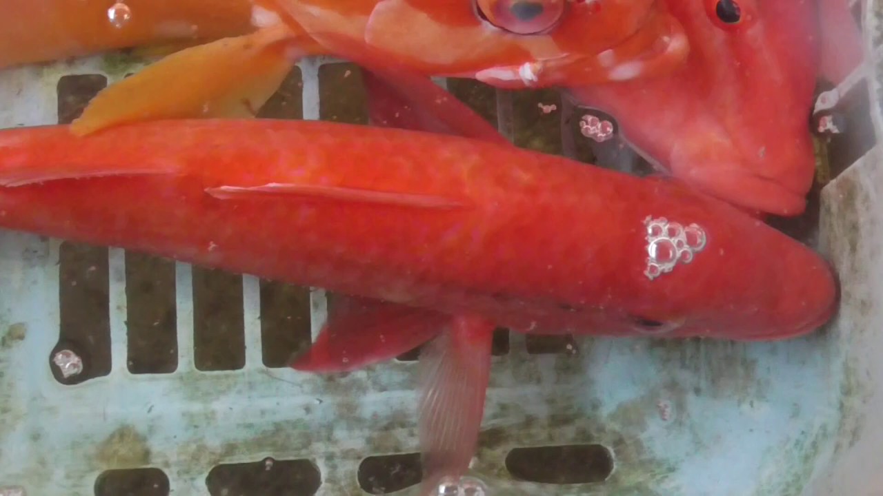 海の中で赤い魚は色映えします これはオジサン メンドリ とアカハタ 磯魚は黒 茶色系統が多いのですが 赤系は目立ちます Youtube
