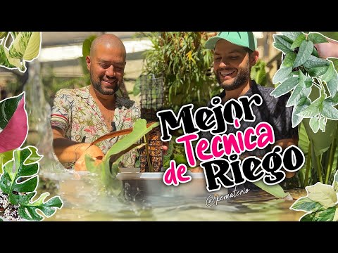 LA MEJOR TECNICA de riego para nuestras PLANTAS DE COLECCION!!