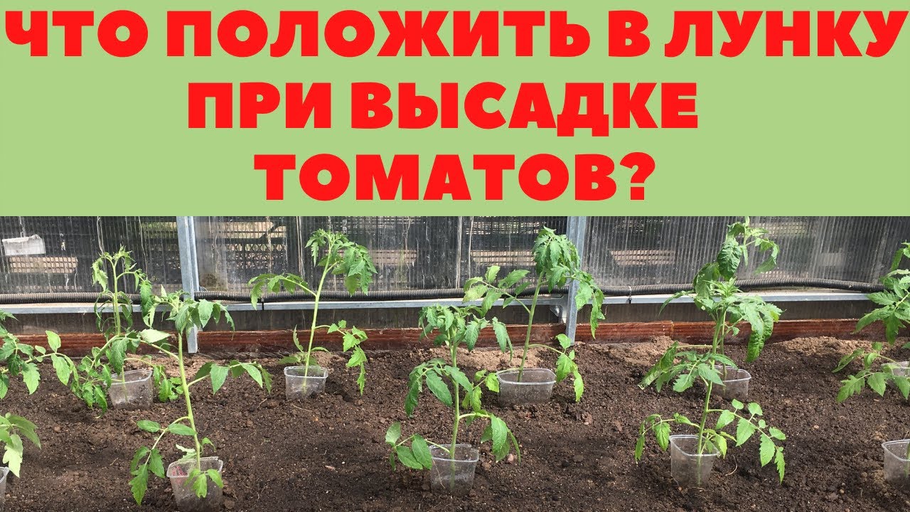 В лунку при высадке томатов. Чего ложить в лунку при высадке томатов. Посадка помидор. Лунки для посадки помидор. Что класть в лунку при высадке помидор.