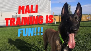 Training with Mali - Training is fun by Dorin - Training with Mali 1,175 views 2 years ago 28 seconds