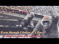 高さ8mの天井にぶら下がって遊ぶ赤ちゃんゴリラ！見てるこっちはひやひやするも、本人は楽しそう！⭐️Gorilla【京都市動物園】Santaro hanging from the ceiling.