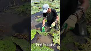 🌾 Farming ASMR #farmingasmr#agricultureasmr#asmrreels#farmreels#shorts #viralasmr#farmvibes#shorts