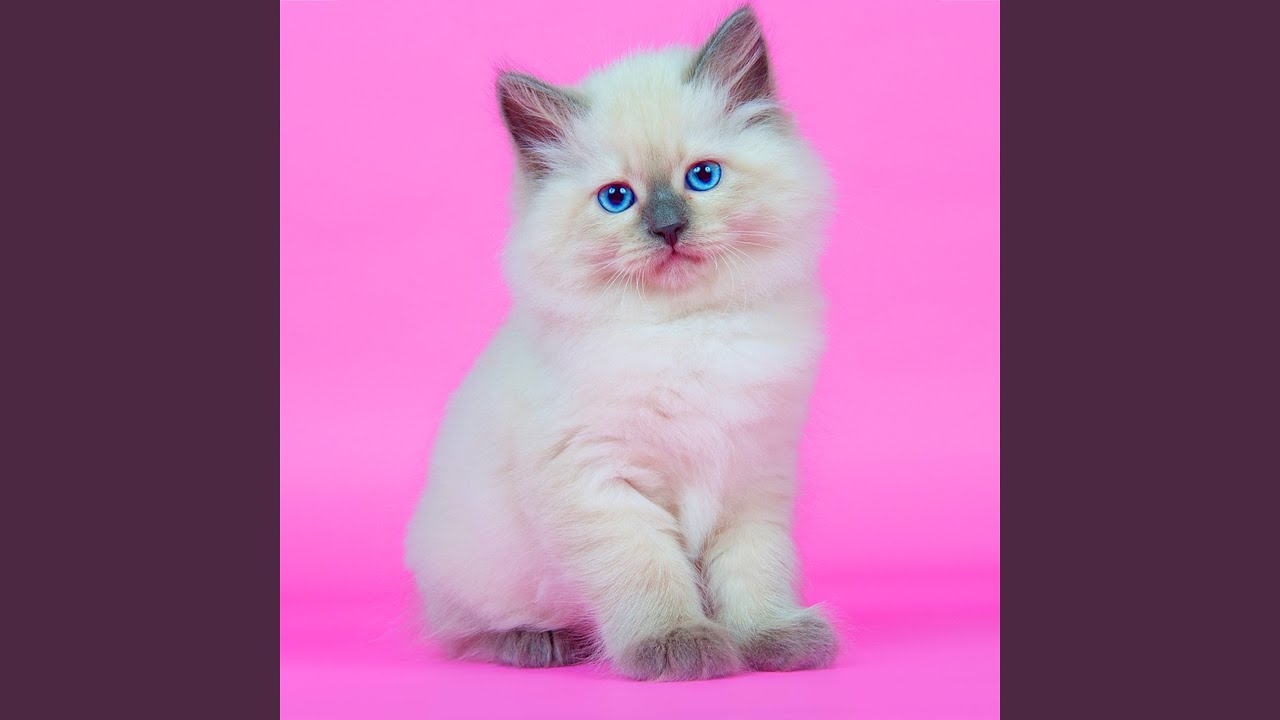 Like meine Katze YouTube