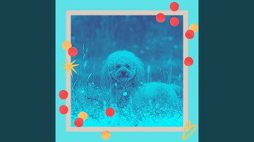 Pulsating Backdrops for Cute Dogs