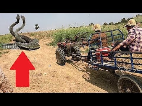 12 Unglaubliche Tiere In Den Tropen Youtube