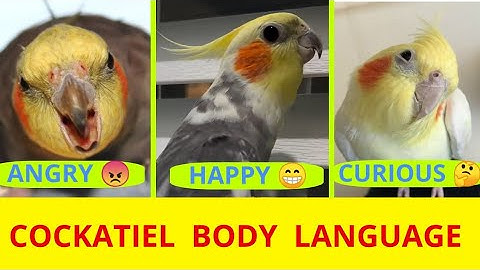 Cockatiel Body Language, how to read cockatiel bird body language