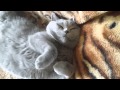 Как спят британские коты)