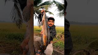 സുബ്രമണി തവള... 😆😆 (hyna Frog) | Snakehead Fishing Videos | Best fishing videos | Viral Fishing