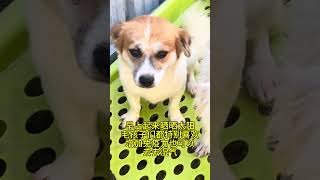 薇信：15767143454  LINE：jiuzhu999 基地救助超过700只流浪动物，粮食成了最大问题希望好心人帮助狗狗们