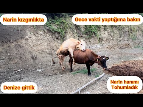 NARİN HANIM KIZGINLIKTA / TOSUNLA TOHUMLADIK