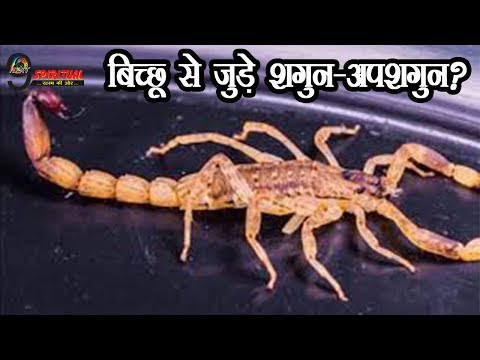 क्या आपने कभी बिच्छू को ऐसा करते देखा है? | Scorpion Activities Bodes Well – Shakun Shastra