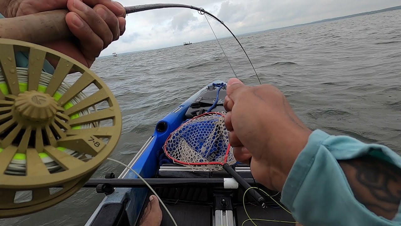 Lake Texoma Striped Bass Catch on Kayak Fly Fishing YouTube