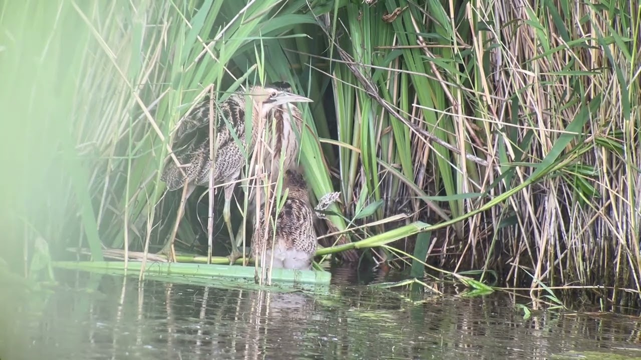 Roerdomp (Botaurus stellaris) Eurasian Bittern - Zuid-Holland 2025