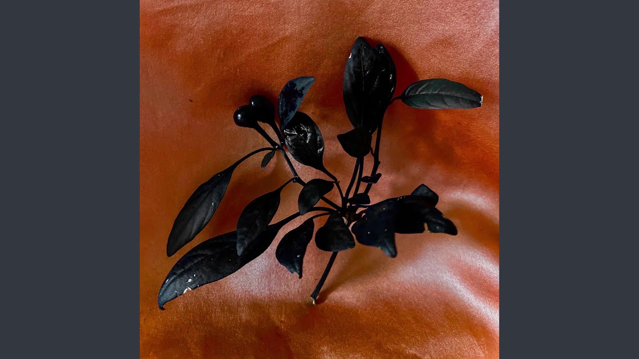 Black Cherry adlı videoyu YouTube'da izle Black Cherry adlı videoyu YouTube'da izle