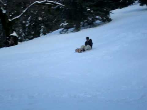 Chris Fiano sledding - palomar mountain