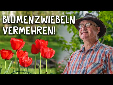 Video: Narzissen-Samenkapseln - Wie man Narzissen aus Samen vermehrt