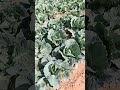 phool gobhi ka mujra Patta gobhi ka#funny #song #december10th very good super super aap log s