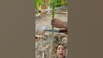 Hạ cây đu đủ để cho nhiều trái #gardening #dothingsyoudontwanttodo #fruit #fruitcutting