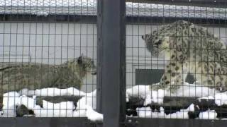 ユキヒョウの恋の季節