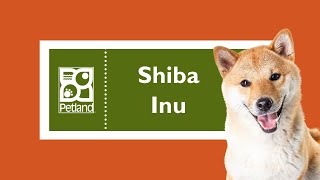Shiba Inu Fun Facts by Petland Tulsa 2 views 3 months ago 1 minute, 7 seconds