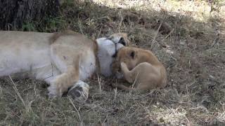 Lion cubs pick on mom, Mara North, Kenya