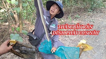 Thăm bẫy rắn dính phải con này Mía già TV