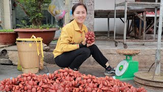 120 Days of Harvesting, Cooking, Gardening and selling everything at the market  Rural life