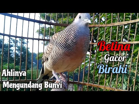 Perkutut Lokal Gacor Suara Super Kristal - Pancingan Malas Bunyi  (99%AMPUH BANGET)