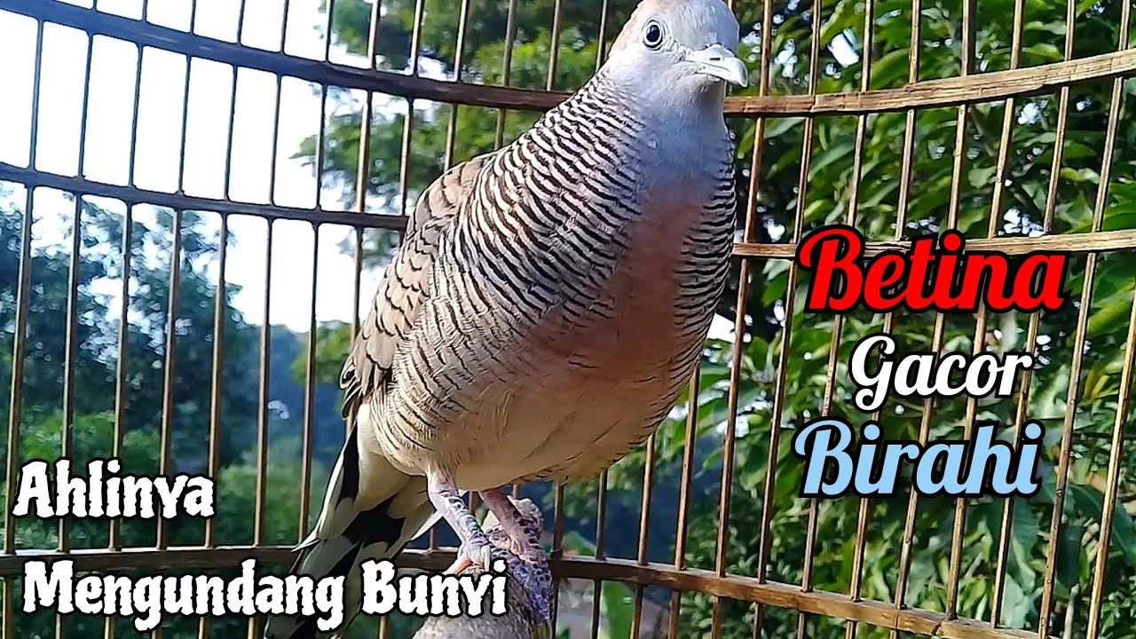 Perkutut Betina Memanggil Jantan - Suara Gacor Birahi || The female turtle dove calls the male
