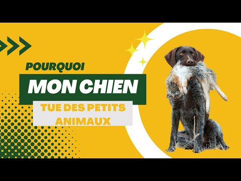 Vidéo: Comment empêcher votre chien de chasser TOUT