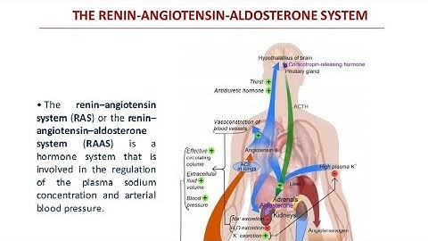 Renin-Angiotensin-Aldosterone System (RAAS) Explained: Blood Pressure, Kidneys & Hypertension