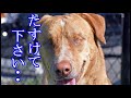【衝撃】元飼い主に酷い扱いをされていた犬。度重なる不幸を受けた犬に奇跡の出会いが訪れる【辛すぎる話】