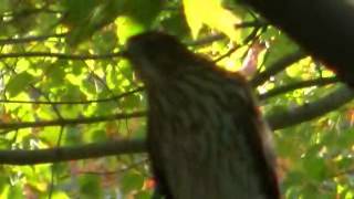 Coopers hawk close up with alarm call