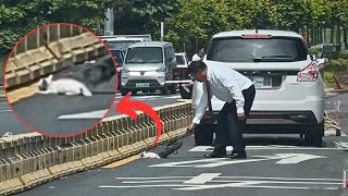 An injured kitten lay in the constant traffic, and a kind driver tried to push her to safety.