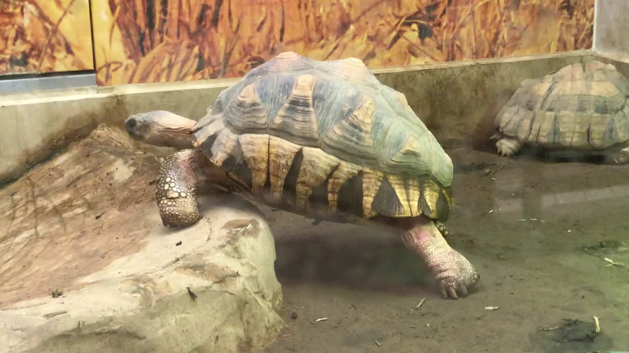 野毛山動物園爬虫類館内で周囲をゆったりと見廻すヘサキリクガメさん 仲間しかいない 上の段には赤ちゃんヘサキリクガメちゃん達が 餌を踏み付けながら見廻りをするも へばってしまいます Youtube 野毛山動物園爬虫類館内で周囲をゆったりと見廻すヘサキリクガメさん 仲間しかいない 上の段には赤ちゃんヘサキリクガメちゃん達が 餌を踏み付けながら見廻りをするも へばってしまいます Youtube