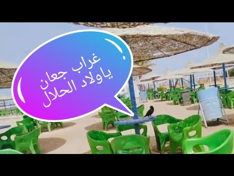 غراب جعان ياولاد الحلال حسنه قليله تمنع بلاوي كتيره 