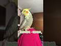 FROM SCREAMING 😳 TO SINGING 🎶 #cockatiel #bonding #viral #shorts