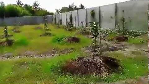 Hệ thống tưới phun mưa cục bộ cho cây bưởi tại Tây Ninh, sản phẩm có van chỉnh lưu lượng và bán kính