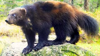 Wolverine Sounds!